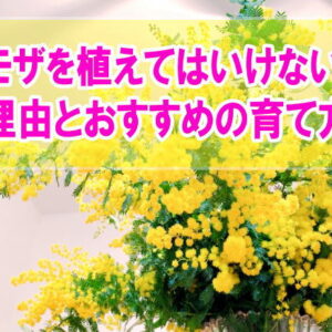 ミモザを庭に植えてはいけない５つの理由とは？おすすめの育て方や外構で後悔しないための対策