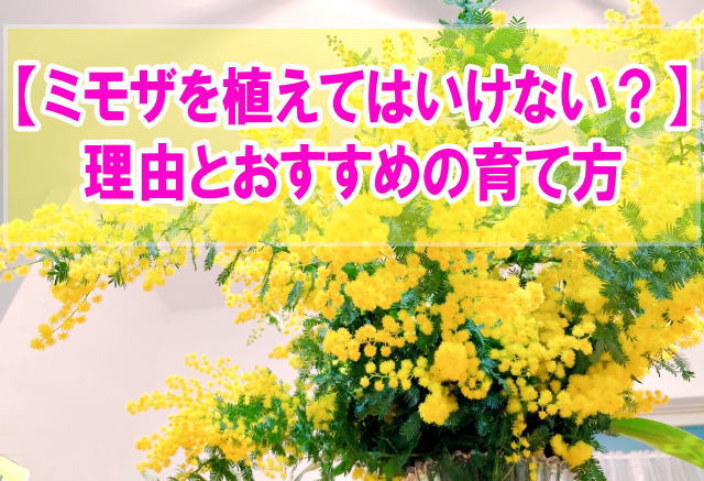 ミモザを庭に植えてはいけない５つの理由とは？おすすめの育て方や外構で後悔しないための対策