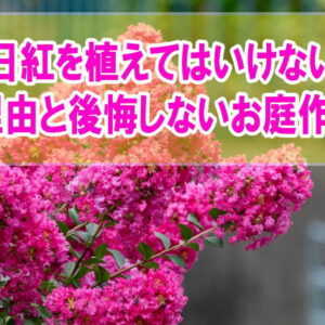 百日紅（サルスベリ）は庭に植えてはいけない５つの理由とは？育て方や後悔しないお庭作り