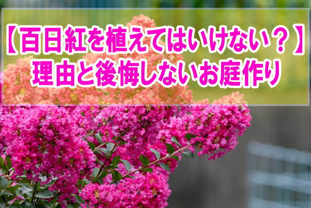 百日紅（サルスベリ）は庭に植えてはいけない５つの理由とは？育て方や後悔しないお庭作り