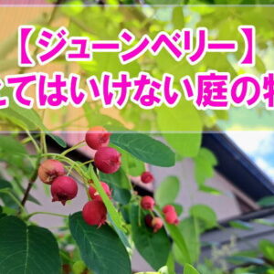 ジューンベリーを植えてはいけない庭の特徴とは？６つの共通点と庭づくりで後悔しないための準備