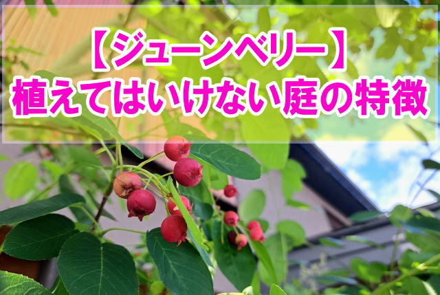 ジューンベリーを植えてはいけない庭の特徴とは？６つの共通点と庭づくりで後悔しないための準備